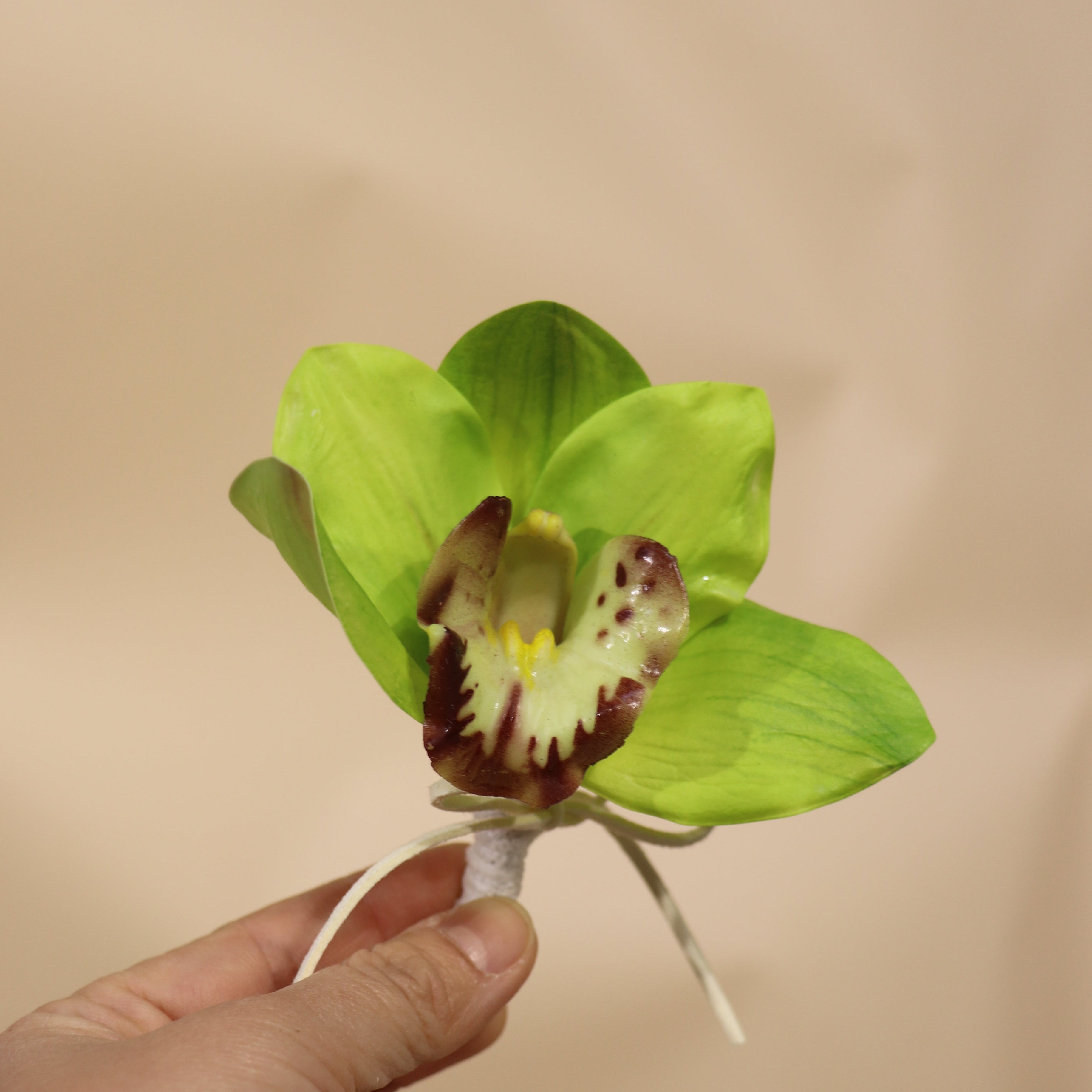 Editorial - Buttonhole