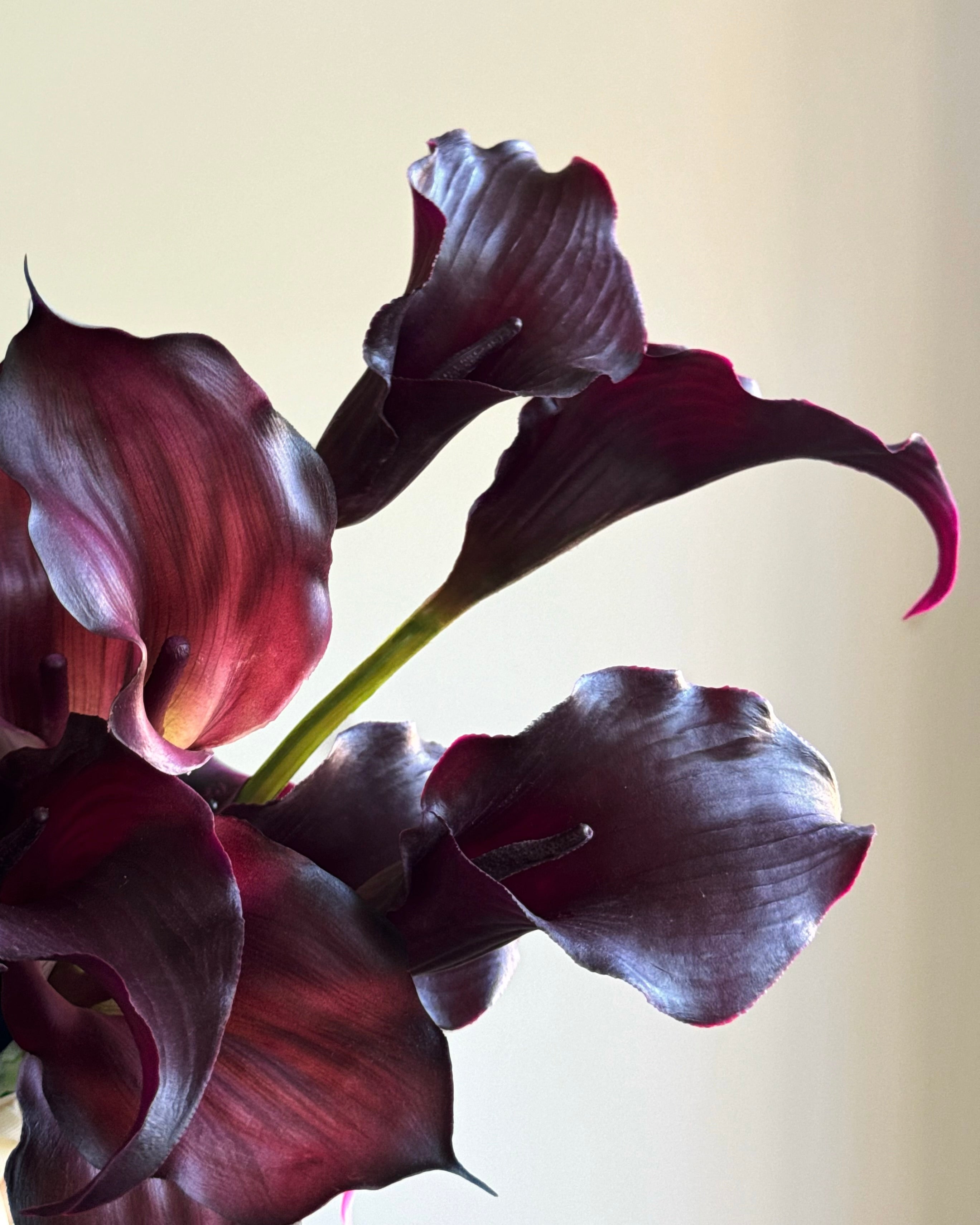 Burgundy Calla Lily - Bouquets (3 sizes)(NEW)
