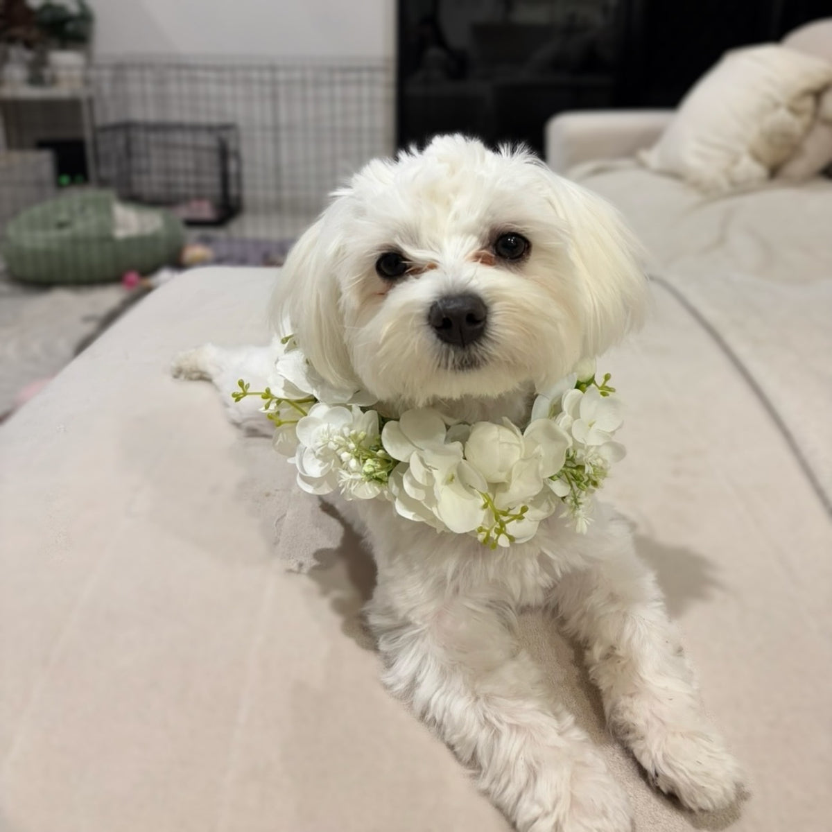 A puppy wearing a white floral crown